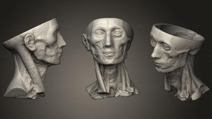 Анатомия скелеты и черепа (Био Голова, ANTM_0273) 3D модель для ЧПУ станка